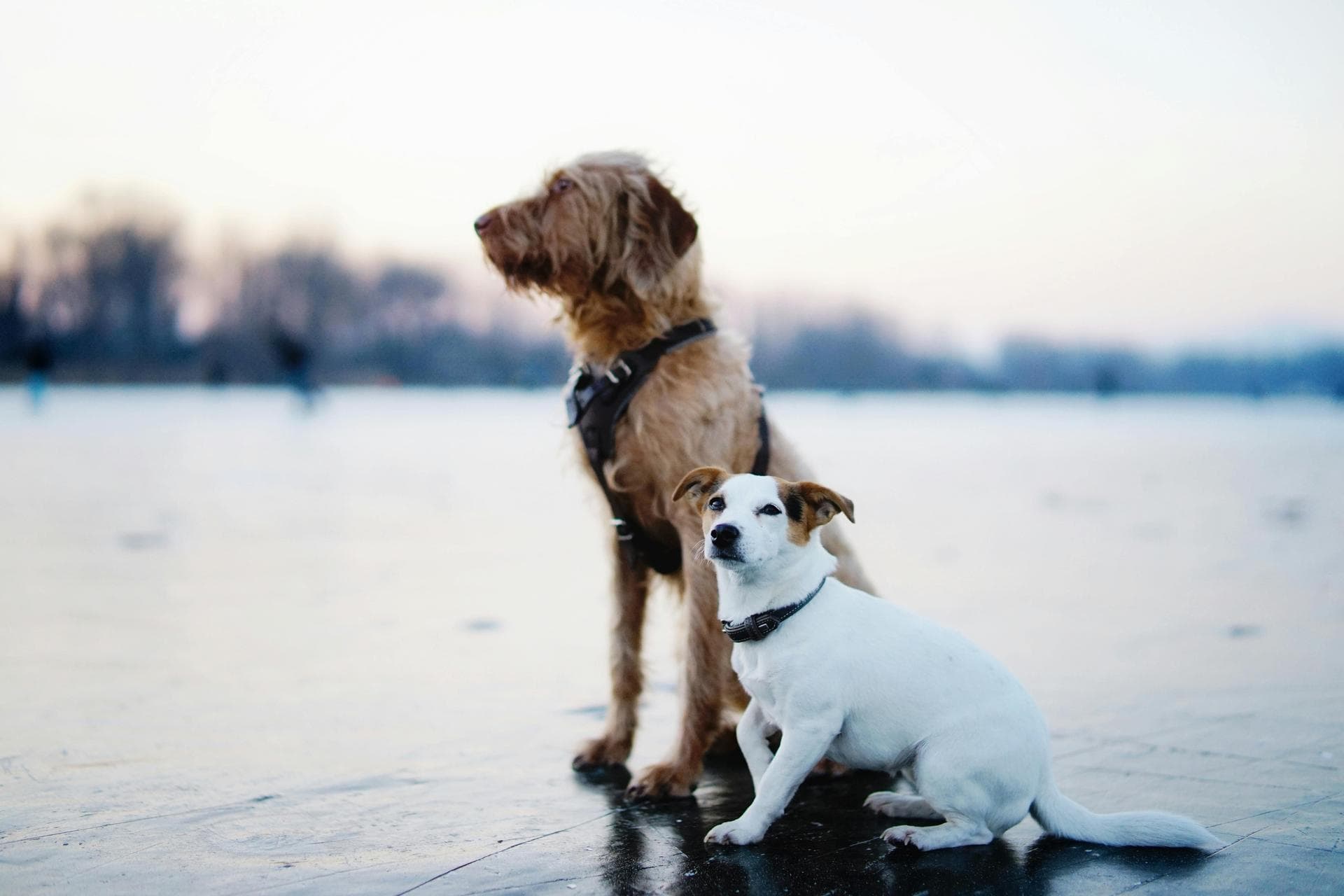 Kennel Cough Vaccine Prices in Wolverhampton