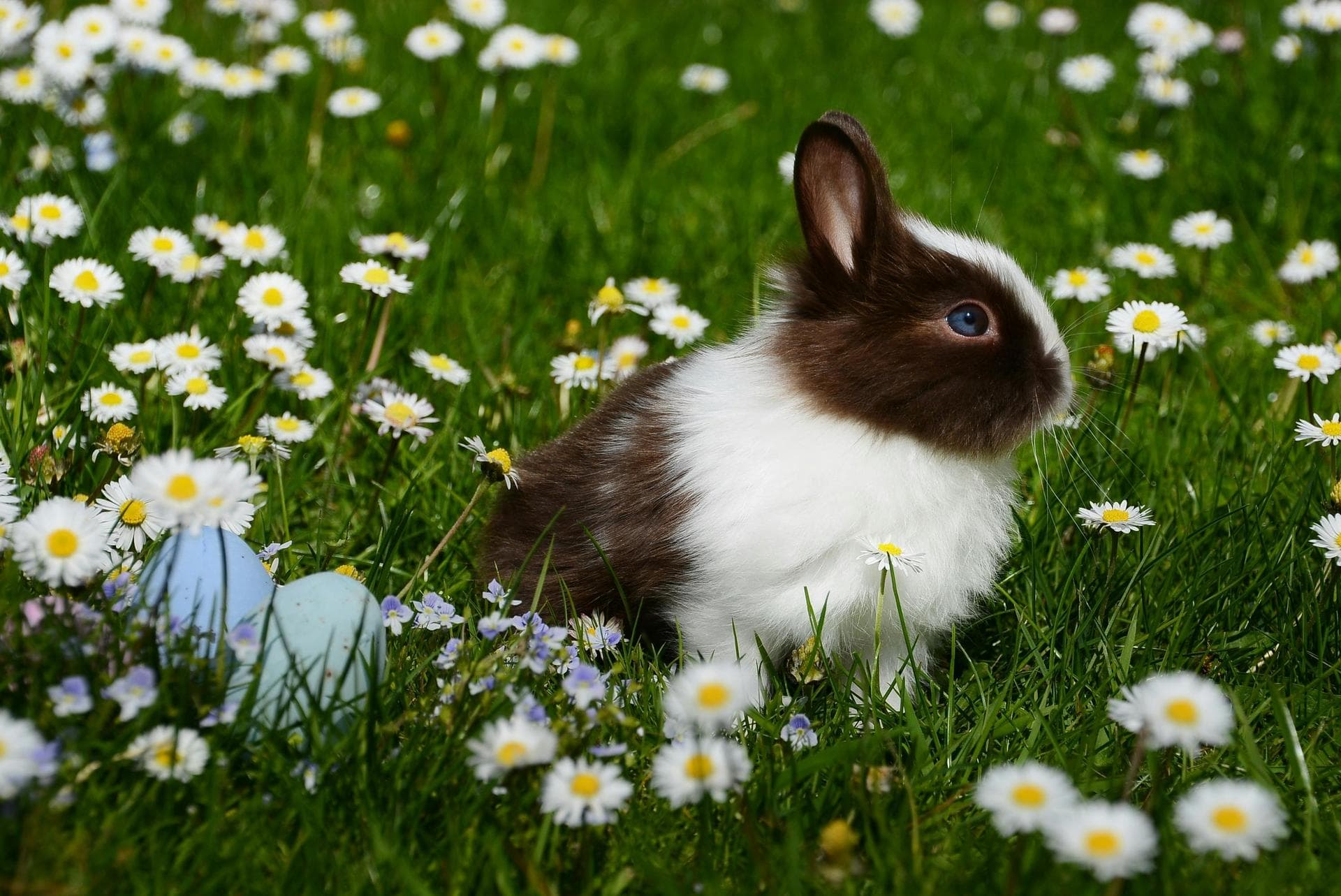 Rabbit Spay Castrate Neutering Prices in Wolverhampton